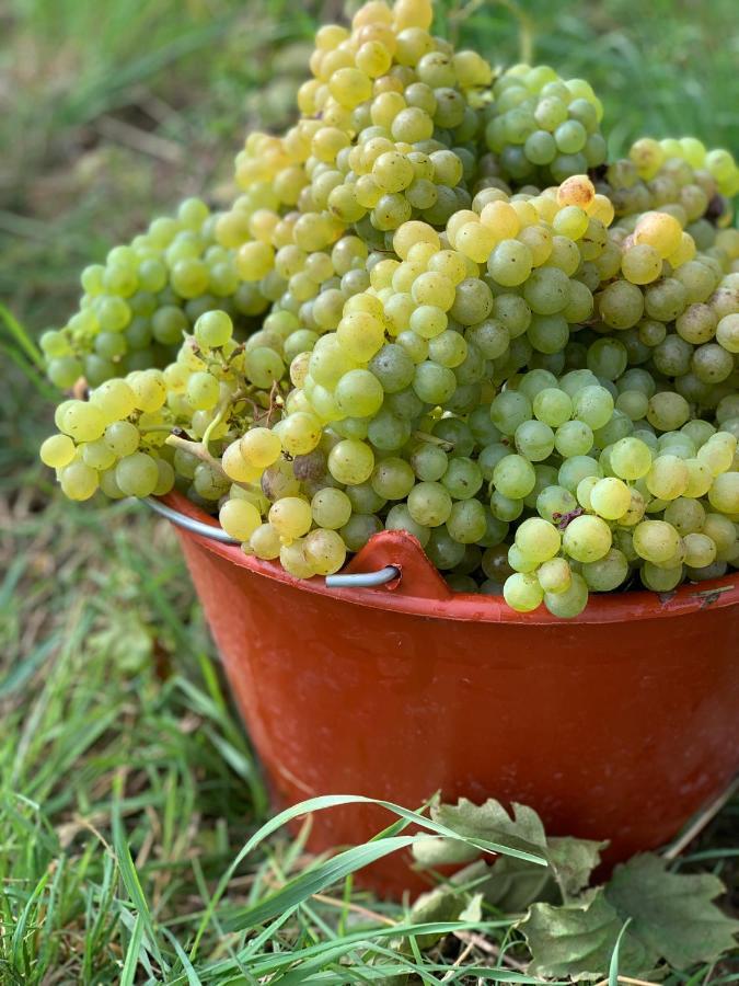 Ruedlins-Winzerhof Daire Auggen Dış mekan fotoğraf