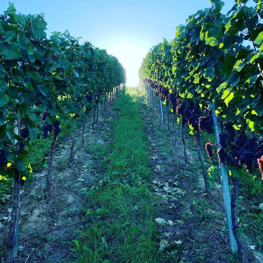 Ruedlins-Winzerhof Daire Auggen Dış mekan fotoğraf