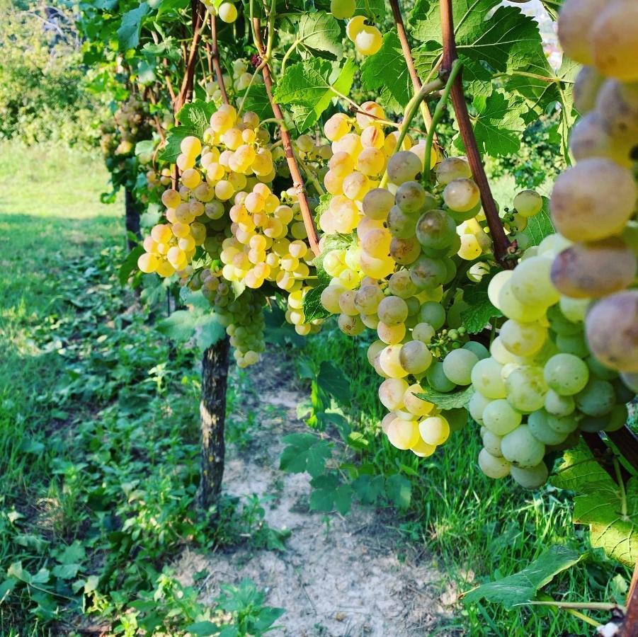 Ruedlins-Winzerhof Daire Auggen Dış mekan fotoğraf
